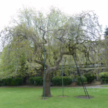 A weeping willow tree, supported by metal props, stands gracefully on a green lawn in a park setting. Buildings and lush greenery form the backdrop, creating a tranquil scene.