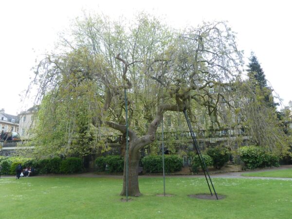 <i>Fraxinus excelsior</i> 'Aurea Pendula' - Image 6