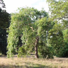 Weeping European Beech tree with cascading green foliage in a grassy field. The tree's distinctive form creates a picturesque scene, with dappled sunlight filtering through the leaves.
