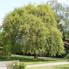 Lush weeping tree with cascading green foliage dominates a sunny park scene. A park bench sits nearby on the green lawn, inviting relaxation in nature.