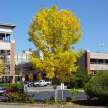 Bright yellow tree in full autumn foliage stands out in a parking lot against a clear blue sky. Brick buildings are visible in the background, creating a vibrant fall scene.