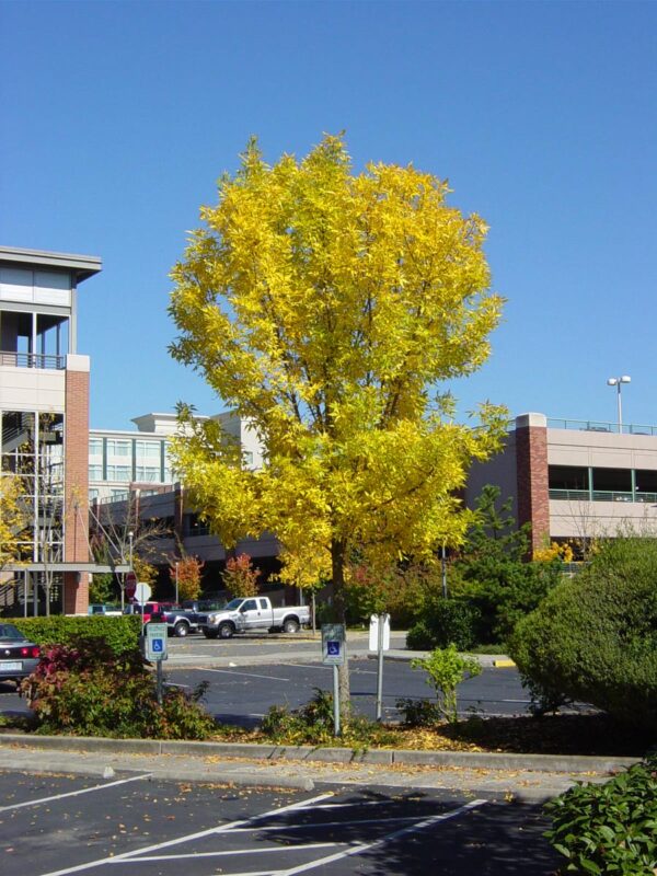 <i>Fraxinus excelsior</i> 'Green Glow' - Image 2