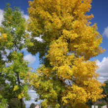 Brilliant yellow autumn foliage on a tree stands out against a bright blue sky with fluffy white clouds. A smaller tree with green leaves is nearby, hinting at the changing seasons.