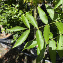 Close-up of a vibrant green ash tree branch with several leaflets, showcasing its pinnately compound leaves. The tree is in a nursery setting, surrounded by other potted plants.