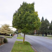 A young maple tree stands on a grassy verge beside a street, its leaves a vibrant green. A sidewalk runs alongside, with houses and other trees visible in the background on a cloudy day.
