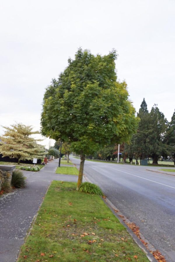 <i>Fraxinus excelsior</i> 'Green Glow' - Image 8