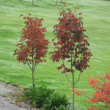 Two young trees with vibrant red autumn leaves stand on a lush green lawn. A small patch of greenery surrounds their base, with a glimpse of red foliage and a gravel path in the foreground.