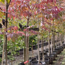 Fraxinus excelsior 'Purple Spire' (European Ash) at Leafland.
