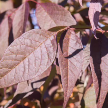 Fraxinus excelsior 'Purple Spire' (European Ash) foliage.