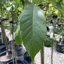 Fraxinus excelsior 'Purple Spire' (European Ash) summer foliage.