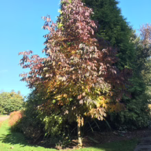 Fraxinus excelsior 'Purple Spire' (European Ash) autumn colour.