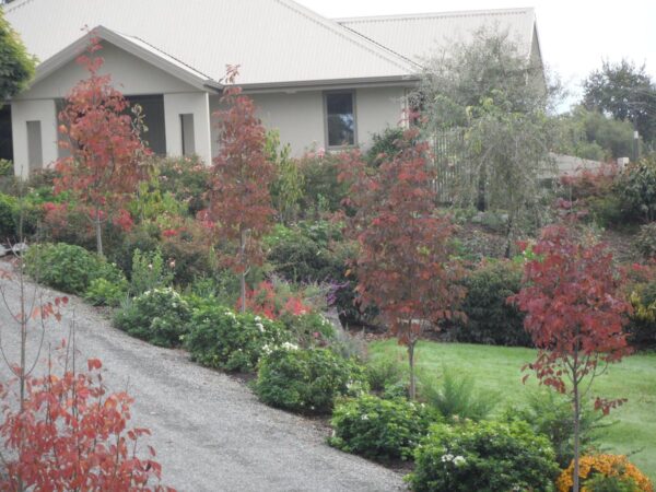 <i>Fraxinus excelsior</i> 'Purple Spire'