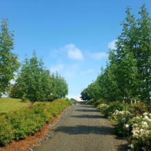 Fraxinus excelsior 'Purple Spire' (European Ash) summer form.