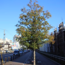 Tree with autumn leaves on a tree-lined city sidewalk in Japan, against a clear blue sky. Sidewalk pavers and buildings provide an urban backdrop.
