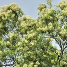 Lush fringe tree in full bloom, its delicate white flowers creating a cloud-like canopy amidst vibrant green leaves against a soft blue sky.