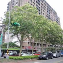 Street scene in Taiwan with a row of blooming trees lining the road in front of a tall apartment building. Cars are parked along the curb, and a traffic light hangs overhead.