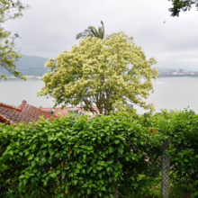Scenic view of a tree in full bloom with yellow flowers, overlooking a bay with distant city buildings. Lush green hedge in the foreground and red-tiled rooftops add to the charm.