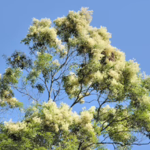 Tree canopy bursting with creamy white flowers against a bright blue sky. The blooming tree's branches are intertwined with green leaves, creating a vibrant, natural scene.