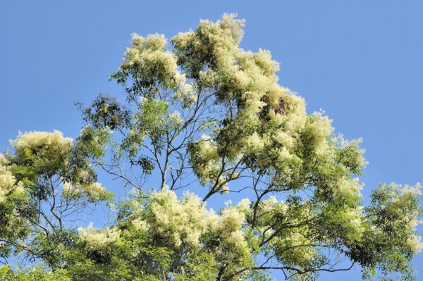 <i>Fraxinus griffithii</i> - Image 6