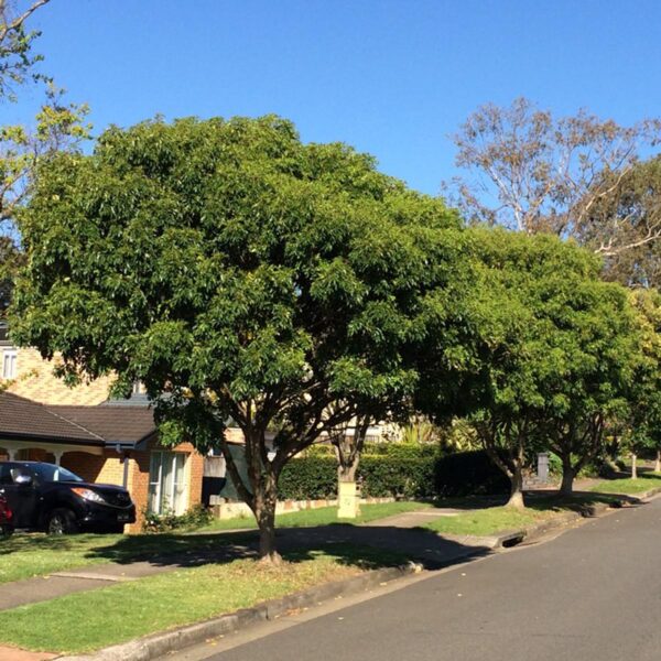 <i>Fraxinus griffithii</i>