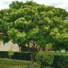 Lush, flowering Chinese Pistache tree in a suburban front yard. Green foliage and creamy white blooms create a vibrant canopy against a cloudy sky, with a brick house and manicured hedges in the background.