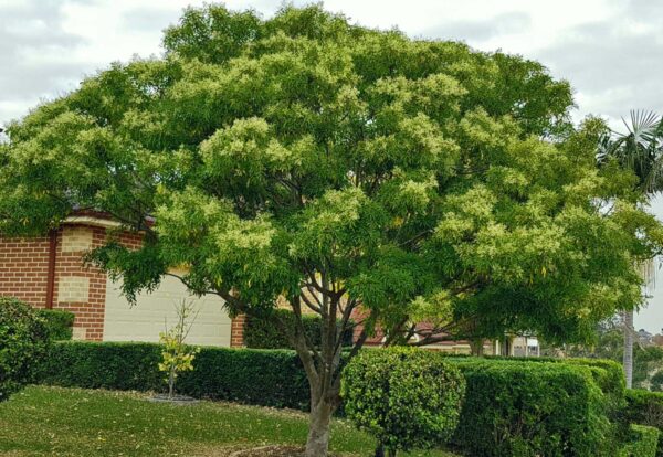 <i>Fraxinus griffithii</i> - Image 9