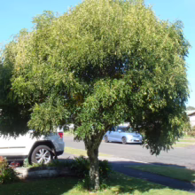 A lush, rounded evergreen tree graces a suburban front yard, its dense foliage casting a cool shadow on the green lawn. Two cars are visible in the background, parked near the sidewalk.