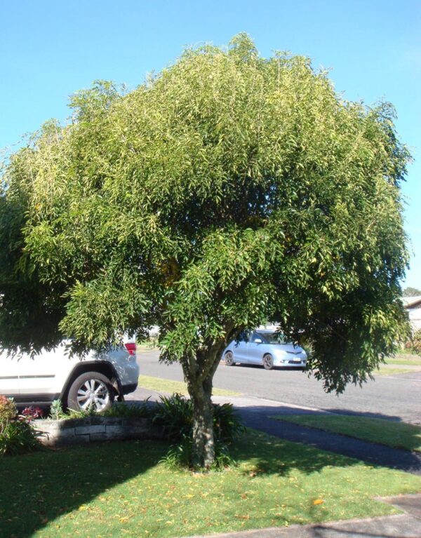 <i>Fraxinus griffithii</i> - Image 10