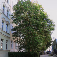 Lush green tree in full bloom lines a sidewalk beside a classic European building. Sunlight filters through the leaves, creating a peaceful urban scene.