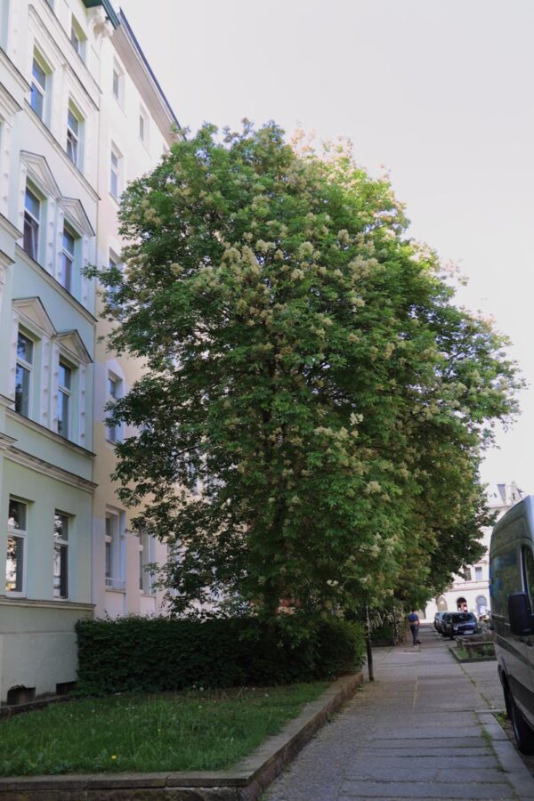 <i>Fraxinus ornus</i> - Image 10