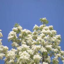 American Fringetree in full bloom against a bright blue sky. The white, tassel-like flowers create a delicate and airy canopy, showcasing the beauty of this flowering tree.