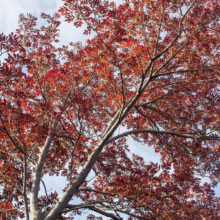 Tree with vibrant red autumn leaves against a blue sky. Branches reach upwards, showcasing the fall foliage.