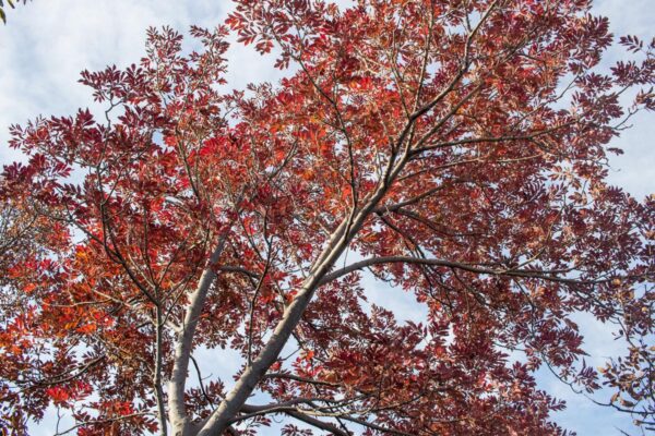 <i>Fraxinus ornus</i> - Image 14