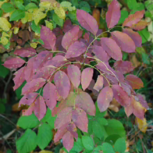 Autumn leaves in shades of red, yellow, and green. Close-up of colorful fall foliage on a tree branch, surrounded by lush greenery.
