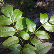 Close-up of vibrant green ash tree leaves, showcasing their compound structure and textured surface in dappled sunlight.