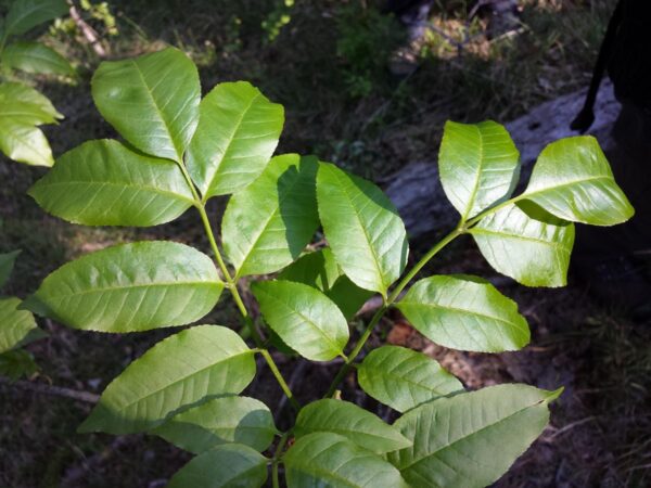 <i>Fraxinus ornus</i> - Image 16