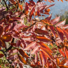 Autumn sumac leaves in vibrant shades of red and orange, backlit by sunlight. The detailed foliage shows the textures of fall, with a glimpse of blue sky in the background.