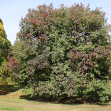 A large, mature tree with leaves transitioning to autumn colors of green, red, and hints of yellow, stands prominently on a grassy lawn. Other trees with fall foliage are visible in the background.