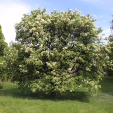 A lush rowan tree in full bloom, its green leaves and clusters of white flowers creating a vibrant display against a blue sky. The tree stands on a grassy lawn, surrounded by other trees, suggesting a park or garden setting.