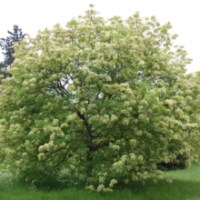 A lush Amur maackia tree in full bloom, its creamy white flowers contrasting with the green foliage. The tree stands prominently in a grassy park, surrounded by other trees and greenery under an overcast sky.