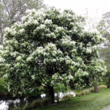 Lush kowhai tree in full bloom, its white flowers contrasting against the green foliage along a tranquil riverbank. A picturesque New Zealand scene.