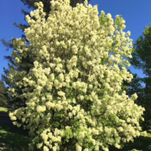 A full-frame shot of a mature Chionanthus virginicus, or White Fringetree, in full bloom. The tree is covered in delicate, creamy-white flowers, creating a cloud-like effect against a clear blue sky and green grassy hill.