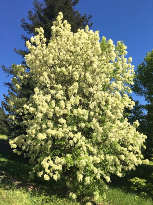 <i>Fraxinus ornus</i> - Image 9