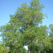A large, mature tree with full green foliage stands tall against a clear blue sky. The tree is next to a sidewalk with a trash can and is surrounded by other trees and houses in a residential neighborhood.