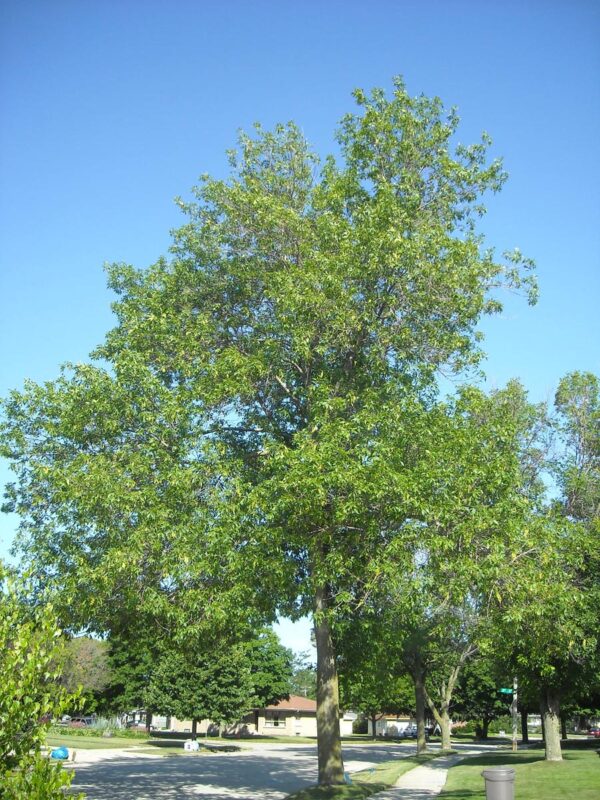 <i>Fraxinus pennsylvanica</i> 'Annesbrook' - Image 10