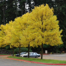 Golden autumn trees line a parking lot with cars, their vibrant yellow leaves contrasting with the dark green forest backdrop. Red curbing and fallen leaves add to the fall scene.