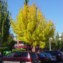Golden tree in full autumn foliage stands out in a parking lot against a bright blue sky. Cars are parked nearby, adding to the urban fall scene.