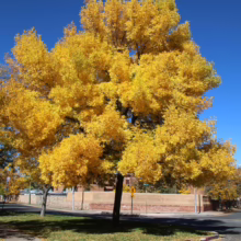 Golden autumn tree in full foliage against a bright blue sky. The tree's yellow leaves contrast with the clear sky, creating a vibrant fall scene on a city street.
