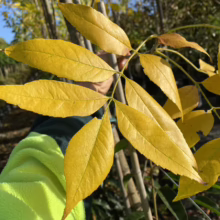 Close-up of ash tree leaves turning golden yellow in autumn. The pinnately compound leaves are vibrant, signaling the fall season in a garden setting.