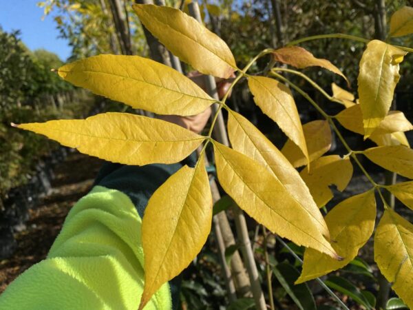 <i>Fraxinus pennsylvanica</i> 'Annesbrook' - Image 5